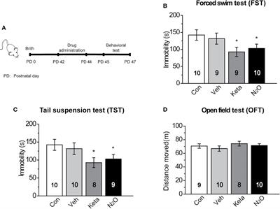 Repeated Nitrous Oxide Exposure Exerts Antidepressant-Like Effects Through Neuronal Nitric Oxide Synthase Activation in the Medial Prefrontal Cortex